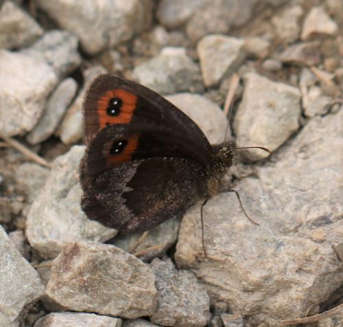 Erebia neoridas